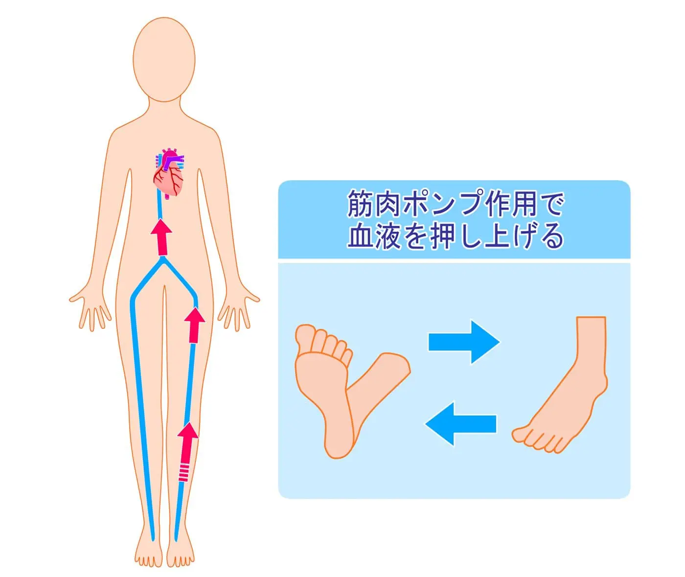 低血圧